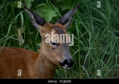 Capreolus capreolus, également connu sous le nom de Roe, Western Roe Deer ou European Roe. Banque D'Images