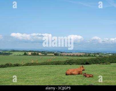 troupeaux de vaches brunes et de veaux sur une colline herbeuse verte dans le sud de cornouailles en angleterre Banque D'Images