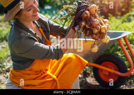 Récolte d'oignons. Portrait de jeune agriculteur cueillant des oignons mûrs tenant un bouquet de légumes par brouette. Récolte automnale. Banque D'Images