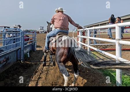 Un cow-boy à cheval tente habilement de lasso un veau dans un événement de rodéo de rodéo échappatoire au Maskwacis Indian Rodeo Alberta Canada Banque D'Images