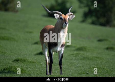 Le Lechwe, le Lechwe rouge ou le Lechwe du Sud (Kobus leche) est une antilope trouvée dans les zones humides du sud-centre de l'Afrique. Banque D'Images