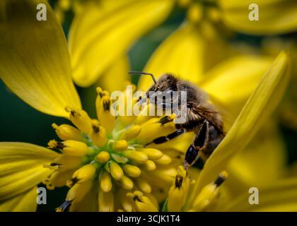 Une abeille recueillant le pollen des fleurs sauvages le matin Banque D'Images