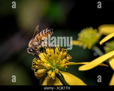 Une abeille recueillant le pollen des fleurs sauvages le matin Banque D'Images