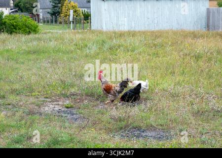 Les poulets se nourrissent dans un champ vert dynamique sur une ferme durable, soulignant l'essence de l'agriculture rurale et les pratiques ingénieuses dans un pro Banque D'Images