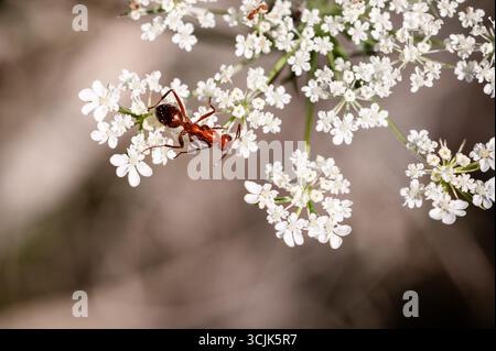 Une petite fourmi brune sur une fleur de Daucus carota Banque D'Images