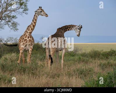 Girafe Maasai (Giraffa camelopardalis tippelskirchi) dans le parc national Maasai Mara, Kenya – faune africaine emblématique dans la savane Banque D'Images