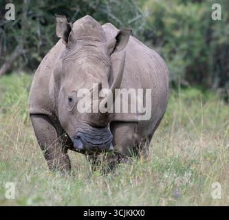Rhinocéros de pâturage (Diceros bicornis) dans le parc national du lac Nakuru, Kenya Banque D'Images