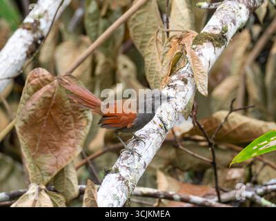 Marañon Spinetail, Synallaxis maranonica, un oiseau en danger critique dans la haute vallée du Marañon, dans le sud de l'Équateur Banque D'Images