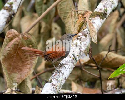 Marañon Spinetail, Synallaxis maranonica, un oiseau en danger critique dans la haute vallée du Marañon, dans le sud de l'Équateur Banque D'Images