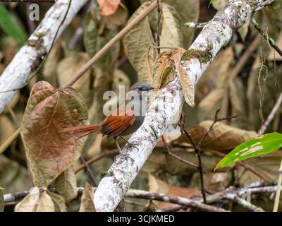 Marañon Spinetail, Synallaxis maranonica, un oiseau en danger critique dans la haute vallée du Marañon, dans le sud de l'Équateur Banque D'Images