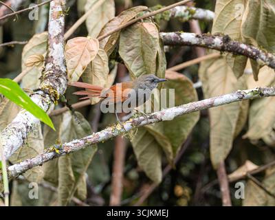 Marañon Spinetail, Synallaxis maranonica, un oiseau en danger critique dans la haute vallée du Marañon, dans le sud de l'Équateur Banque D'Images