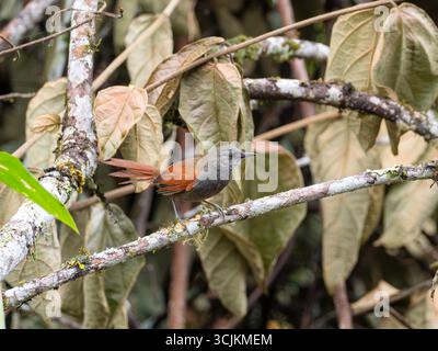 Marañon Spinetail, Synallaxis maranonica, un oiseau en danger critique dans la haute vallée du Marañon, dans le sud de l'Équateur Banque D'Images