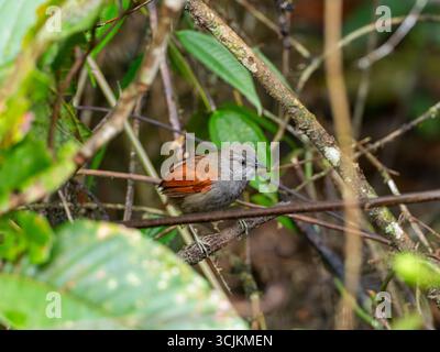 Marañon Spinetail, Synallaxis maranonica, un oiseau en danger critique dans la haute vallée du Marañon, dans le sud de l'Équateur Banque D'Images
