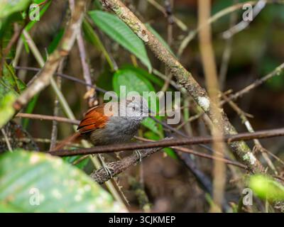 Marañon Spinetail, Synallaxis maranonica, un oiseau en danger critique dans la haute vallée du Marañon, dans le sud de l'Équateur Banque D'Images
