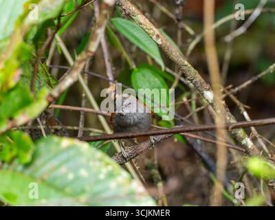 Marañon Spinetail, Synallaxis maranonica, un oiseau en danger critique dans la haute vallée du Marañon, dans le sud de l'Équateur Banque D'Images