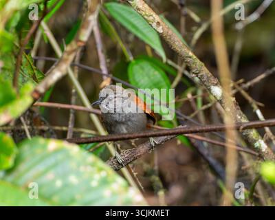 Marañon Spinetail, Synallaxis maranonica, un oiseau en danger critique dans la haute vallée du Marañon, dans le sud de l'Équateur Banque D'Images