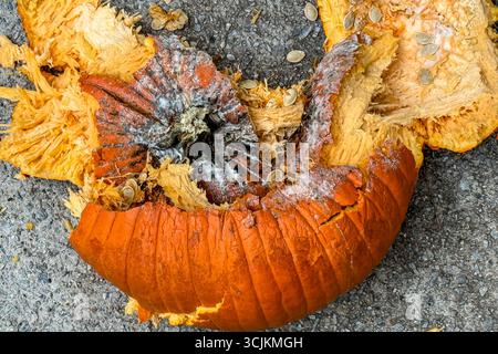 Gros plan de citrouille d'Halloween douce et en décomposition couchée en morceaux après avoir été écrasée sur le trottoir. Banque D'Images
