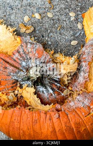 Le plan vertical montre en gros plan une citrouille molle et en décomposition couchée en morceaux après avoir été écrasée sur le trottoir après Halloween. Banque D'Images
