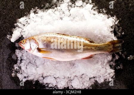 Bar frais sur glace pilée - affichage de fruits de mer entiers Banque D'Images