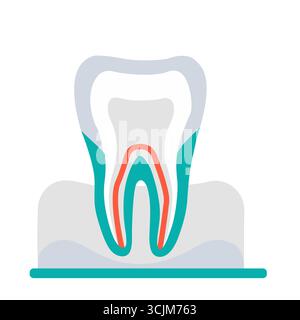 Section transversale des dents. Illustration de Vecteur