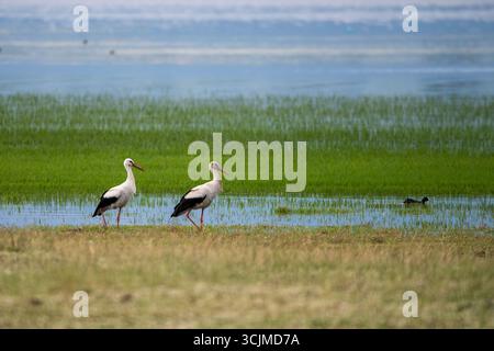Cigognes blanches sereines dans un paysage de zones humides luxuriantes Banque D'Images
