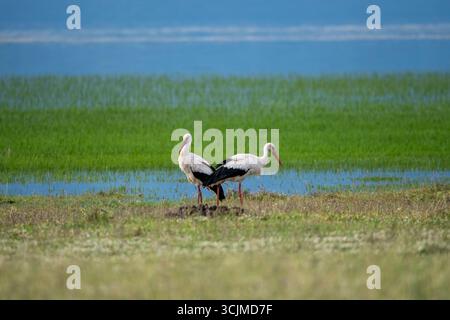 Cigognes blanches sereines dans un paysage de zones humides luxuriantes Banque D'Images