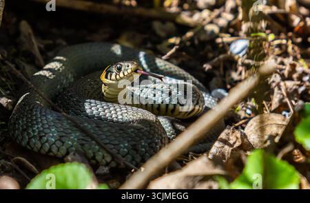 Le serpent d'herbe Natrix Natrix, parfois appelé serpent annelé ou serpent d'eau, est un serpent eurasien non venimeux. Temps d'accouplement au printemps dans la forêt Banque D'Images