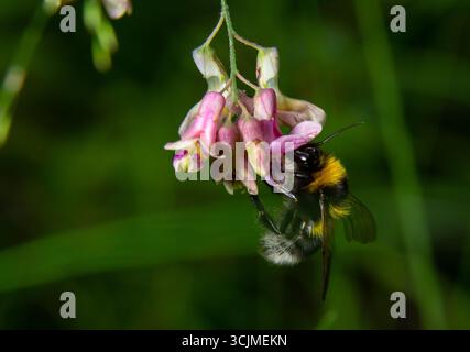Bourdon assis sur une fleur de chardon, gros plan. Vue de face. Espèce Bombus. Banque D'Images