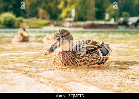 Un canard colvert est assis paisiblement sur la rive claire du lac, symbolisant la biodiversité, l'écotourisme et l'harmonie de la faune dans la nature. Mise au point sélective. Banque D'Images