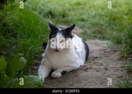 Un chat noir et blanc se repose confortablement sur un chemin de terre entouré d'herbe verte luxuriante à Bucarest, Roumanie par une chaude journée ensoleillée. Banque D'Images