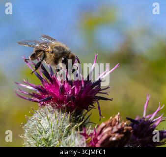 Une abeille recueille le nectar des fleurs de chardon violets vifs sous un ciel bleu clair, mettant en valeur la beauté de la nature et l'activité des pollinisateurs dans un pré. Banque D'Images