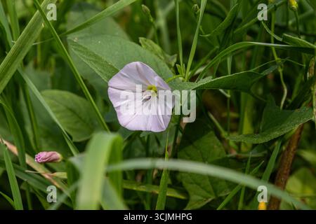 Délicates fleurs de libroweed des champs affichent leurs pétales blancs entourés de feuilles vertes luxuriantes dans un pré lumineux au printemps mettant en valeur la nature s. Banque D'Images