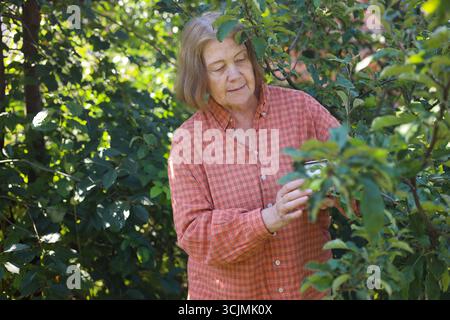 Belle dame senior coupe ses roses dans le jardin, récolte. Le jardinier de femme âgée souriante prend soin des fleurs et des plantes dans une borde mixte Banque D'Images