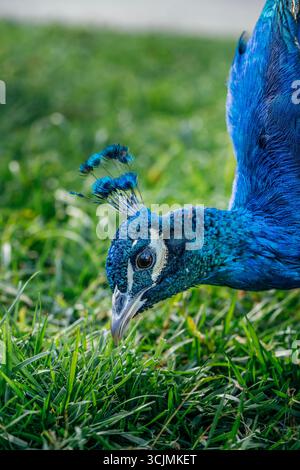 Gros plan de la tête d'une perle indienne qui paissait sur une herbe verte luxuriante. Détails des oiseaux, plumes irisées bleues, lumière naturelle, faune, éducation Banque D'Images