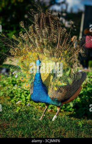 Un paon expose pleinement ses magnifiques plumes de queue dans Un jardin ensoleillé. Spectacle de la faune, plumage irisé, spectacle de cour, nature vibrante s Banque D'Images