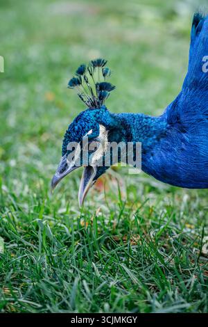 Gros plan d'Un paon avec la bouche ouverte sur Un champ herbeux. Oiseau bleu éclatant, lumière naturelle, photo d'action de la faune, plumes détaillées, parcs zoologiques Banque D'Images