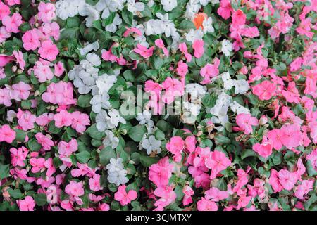 Affichage luxuriant de fleurs roses et blanches créant un motif naturel vif et coloré. Capture parfaitement l'essence du printemps et de la beauté botanique dans Banque D'Images