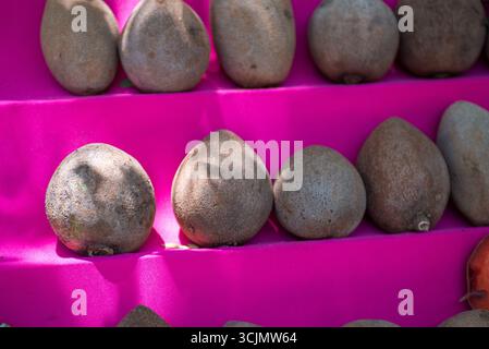 Gros plan de nombreux fruits sapote bruns disposés sur une surface rose vif, baignés de soleil. Banque D'Images
