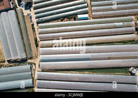 La vue aérienne des rangées de serres crée un motif géométrique, leurs toits translucides reflétant la lumière du soleil dans un damier de lumière et d’ombre, Banque D'Images
