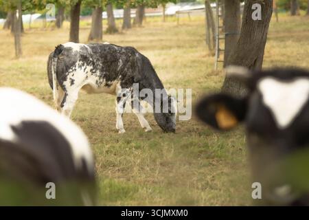 Une scène sereine et idyllique de vaches qui paissent paisiblement dans un champ ensoleillé. Cette image évoque la tranquillité de la vie rurale. Banque D'Images