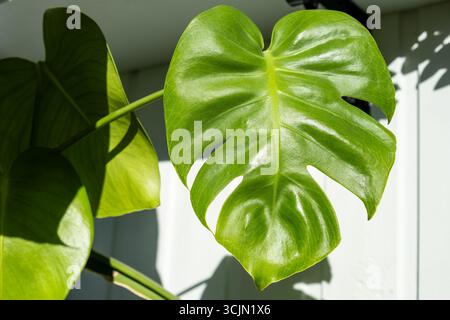 Gros plan de Monstera Leaf avec texture ensoleillée Banque D'Images