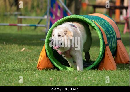 Chien blanc courant dans un tunnel lors d'une compétition d'agilité Banque D'Images