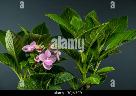 Hortensia rose avec des feuilles vertes luxuriantes et un fond sombre Banque D'Images
