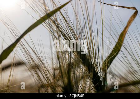 seigle dans un champ contre un gros plan du ciel, un champ à haut rendement avec des grains de seigle avant la maturation, le ciel au coucher du soleil dans la soirée Banque D'Images