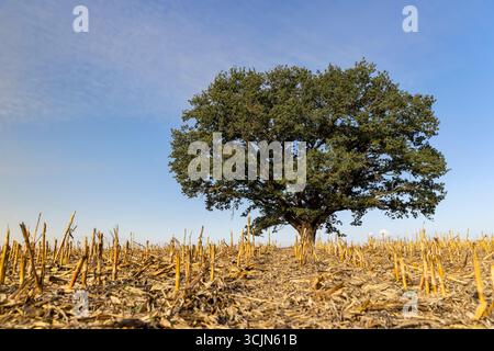 un chêne haut solitaire avec du feuillage dans un champ après la récolte du maïs, un vieux chêne contre le ciel bleu dans un champ avec chaume de maïs dans la saison d'automne Banque D'Images
