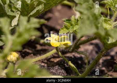 floraison de petites fleurs de pastèque jaune dans un champ, feuillage vert et fleurs de pastèque jaune , une plante sur un sol fertile Banque D'Images