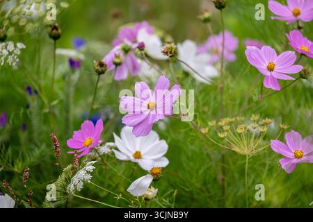 Un gros plan de fleurs roses et blanches de Cosmos (Cosmos bipinnatus) poussant dans un pré de fleurs sauvages d'été vibrant et coloré. Banque D'Images