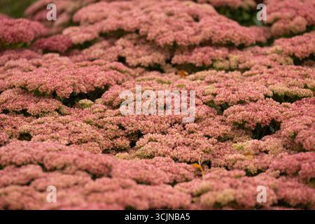 Un gros plan de texture des têtes de fleurs roses d'une plante de Sedum à floraison automnale (Hylotelephium), également connue sous le nom de crevette. Banque D'Images