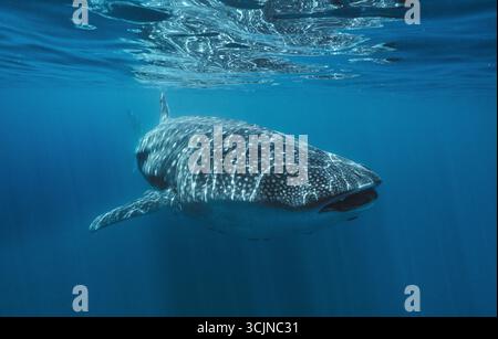 Vue d'un majestueux requin baleine avec son motif tacheté distinctif glisse gracieusement à travers les eaux turquoises cristallines, la Ventana, basse-Californie du Sud, Mexique. Banque D'Images