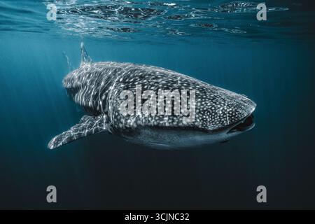 La vue d'un requin-baleine massif avec des taches distinctives glisse gracieusement à travers les eaux turquoises cristallines, la lumière du soleil filtrant de la surface Banque D'Images